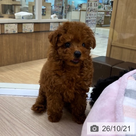 愛知県のトイプードル(トイ) (ペットプラス ナゴヤドーム前店/2026年8月12日生まれ/男の子/レッド)の子犬の4枚目の画像