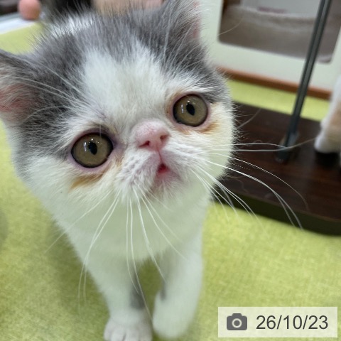 エキゾチックの写真