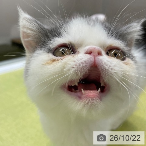 エキゾチックの写真