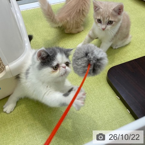エキゾチックの写真