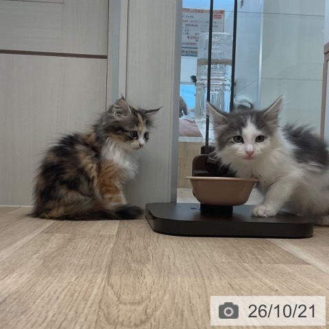 サイベリアンの写真