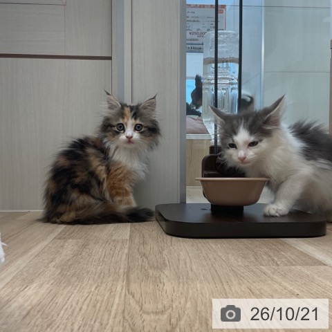 サイベリアンの写真