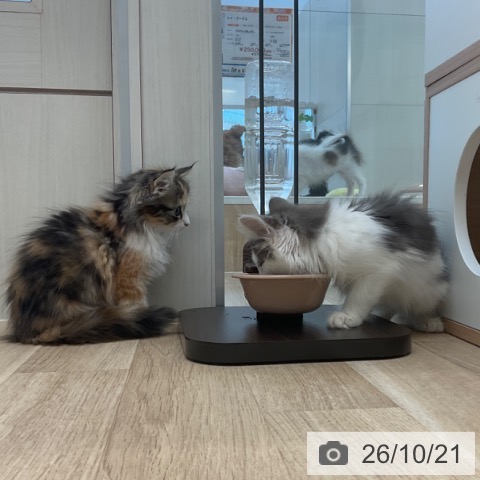 サイベリアンの写真