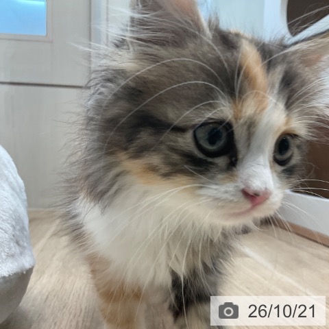 サイベリアンの写真