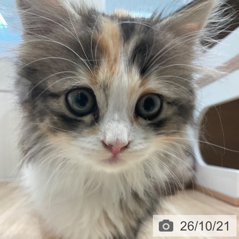 サイベリアンの写真