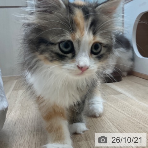 サイベリアンの写真