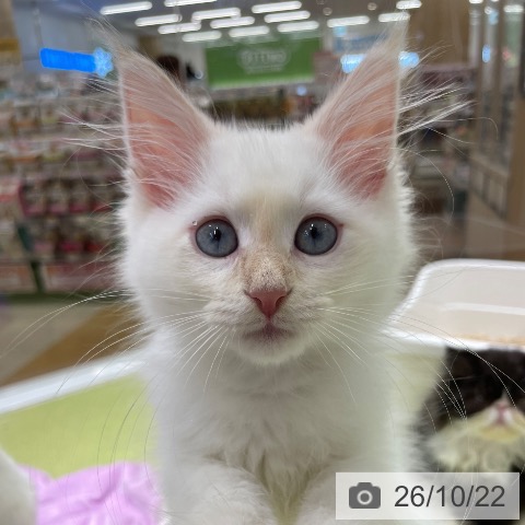 福岡県のサイベリアン (ペットプラス 福岡店/2026年7月26日生まれ/男の子/レッドリンクスポイント)の子猫の3枚目の画像