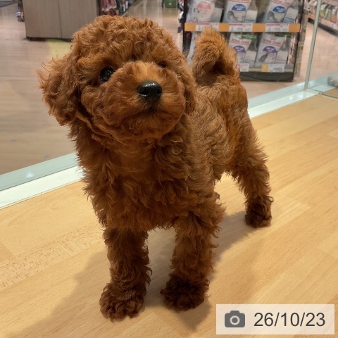 三重県のトイプードル(トイ) (ペットプラス 東員店/2026年8月19日生まれ/男の子/レッド)の子犬の3枚目の画像