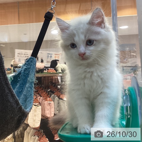 京都府のサイベリアン (ペットプラス イオンモールKYOTO店/2026年8月19日生まれ/男の子/シールポイントバイカラー)の子猫の4枚目の画像
