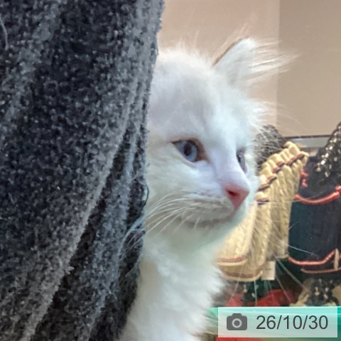 京都府のサイベリアン (ペットプラス イオンモールKYOTO店/2026年8月19日生まれ/男の子/シールポイントバイカラー)の子猫の3枚目の画像