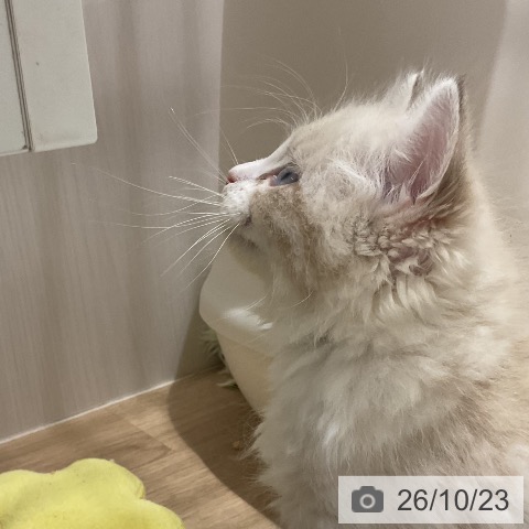 サイベリアンの写真