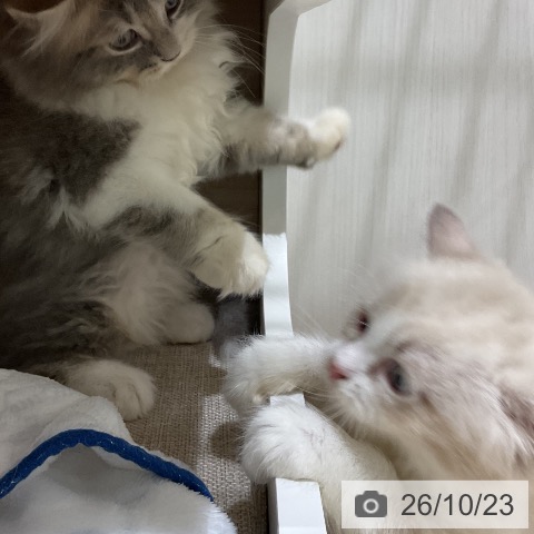 サイベリアンの写真