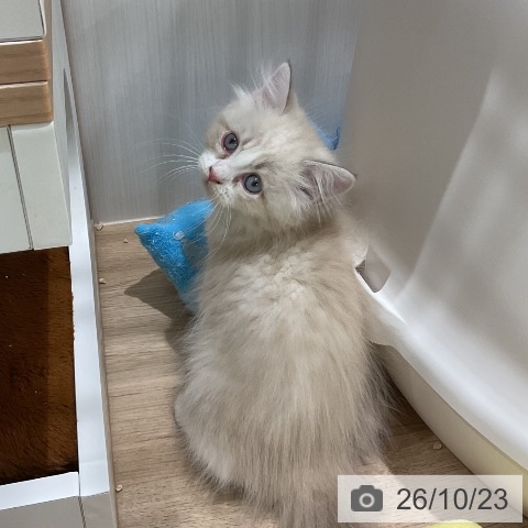 サイベリアンの写真