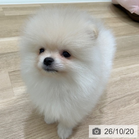 岐阜県のポメラニアン (ペットプラス 各務原店/2026年8月19日生まれ/男の子/クリーム)の子犬の4枚目の画像
