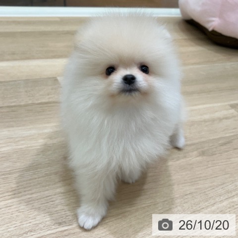 岐阜県のポメラニアン (ペットプラス 各務原店/2026年8月19日生まれ/男の子/クリーム)の子犬の3枚目の画像