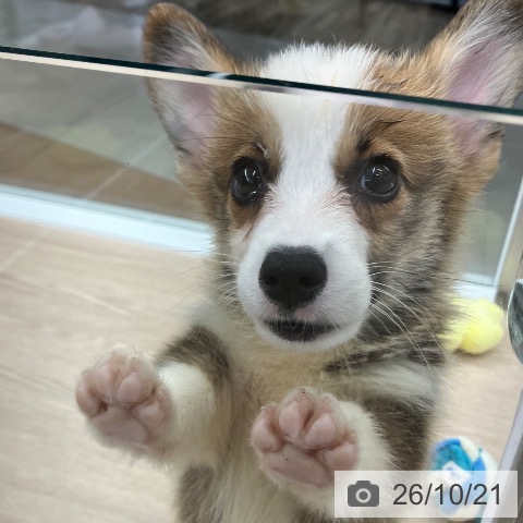 石川県のウェルシュコーギーペンブローク (ペットプラス 白山店/2026年8月10日生まれ/男の子/セーブルホワイト)の子犬の3枚目の画像