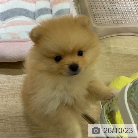 愛知県のポメラニアン (ペットプラス イオンモール豊川店/2026年8月16日生まれ/男の子/クリーム)の子犬の4枚目の画像