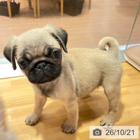 愛知県のパグ (ペットプラス 名古屋茶屋店/2026年8月19日生まれ/男の子/フォーン)の子犬の4枚目の画像