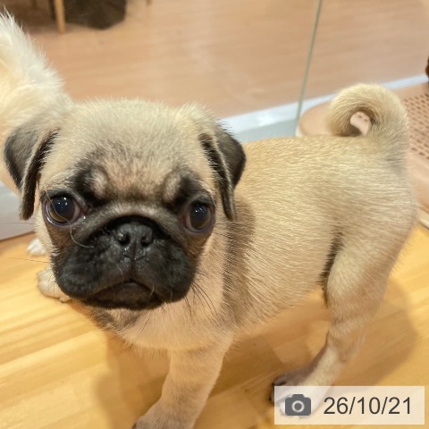 愛知県のパグ (ペットプラス 名古屋茶屋店/2026年8月19日生まれ/男の子/フォーン)の子犬の3枚目の画像