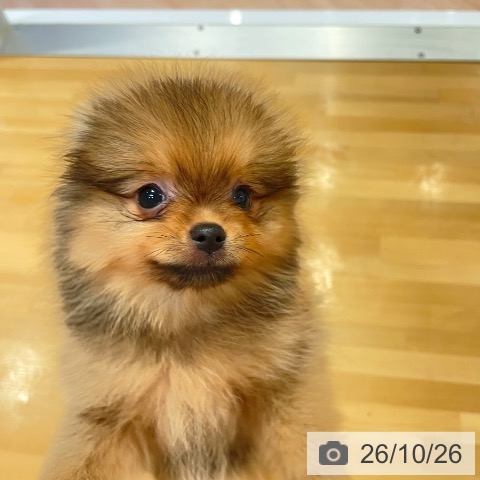 愛知県のポメラニアン (ペットプラス 名古屋茶屋店/2026年8月14日生まれ/女の子/オレンジ)の子犬の3枚目の画像
