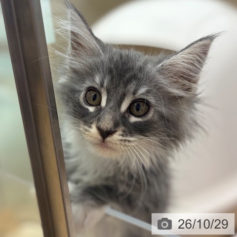 大阪府のメインクーン (ペットプラス イオン大日店/2026年8月20日生まれ/女の子/ブルーシルバータビーホワイト)の子猫の3枚目の画像