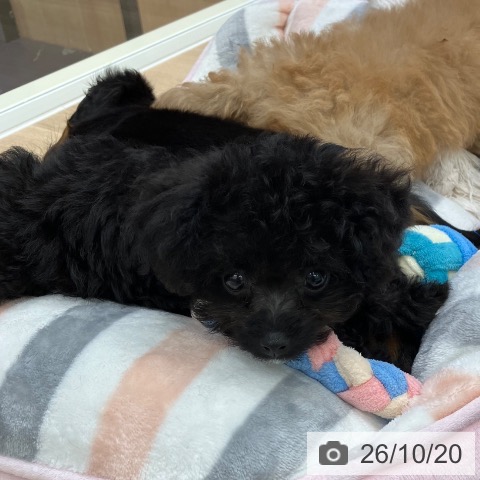 岐阜県のトイプードル(トイ) (ペットプラス 各務原店/2026年8月9日生まれ/男の子/ブラック)の子犬の4枚目の画像