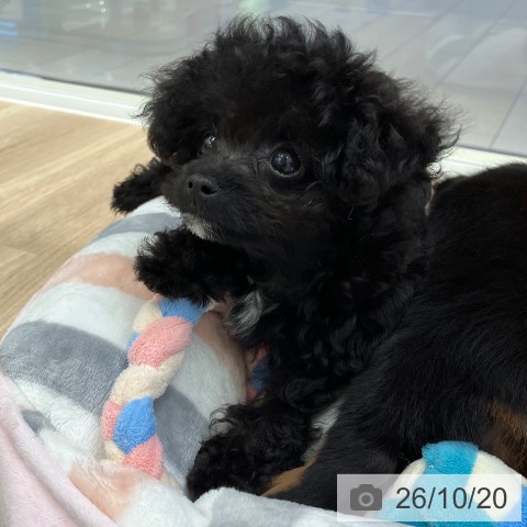 岐阜県のトイプードル(トイ) (ペットプラス 各務原店/2026年8月9日生まれ/男の子/ブラック)の子犬の3枚目の画像