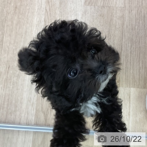 愛知県のトイプードル(トイ) (ペットプラス mozoワンダーシティ店/2026年8月9日生まれ/男の子/ブラック)の子犬の4枚目の画像