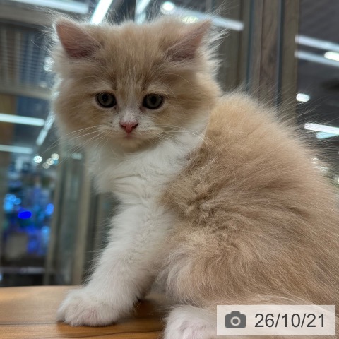 サイベリアンの写真