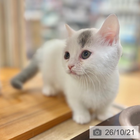 マンチカンの写真