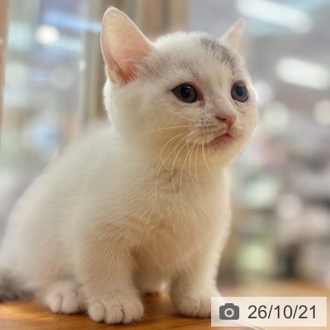 マンチカンの写真