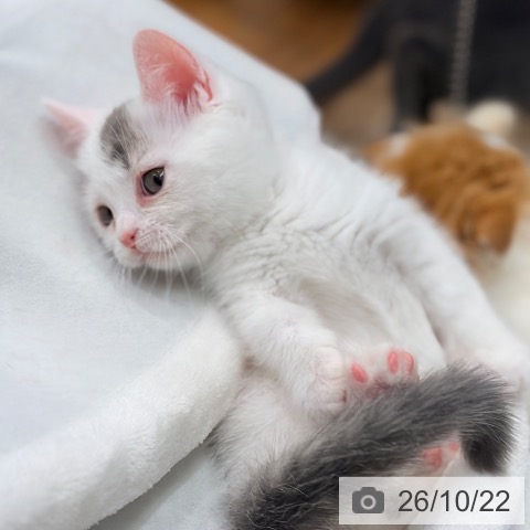 マンチカンの写真