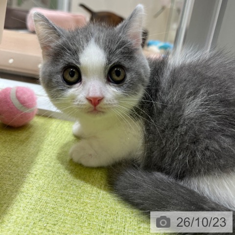マンチカンの写真