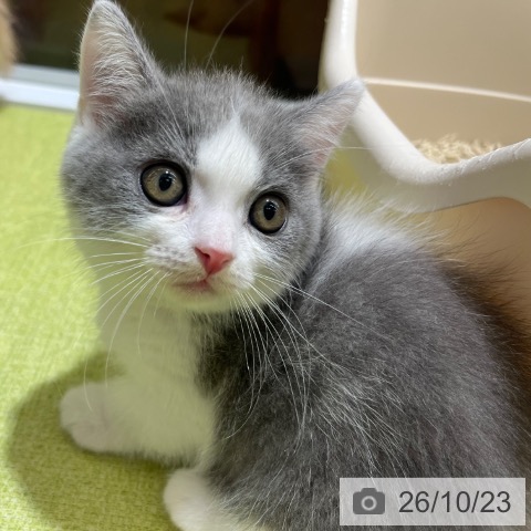 マンチカンの写真