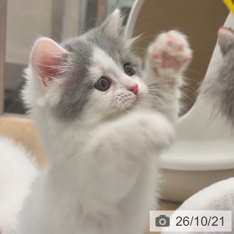 マンチカンの写真