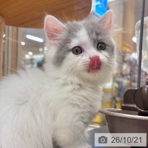 マンチカンの写真