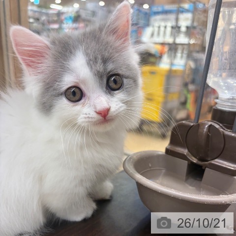 マンチカンの写真