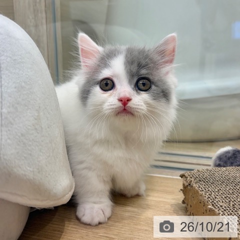 マンチカンの写真