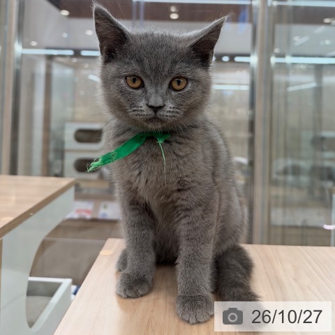 大阪府のブリティッシュショートヘアー (ペットプラス イオン大日店/2026年8月18日生まれ/男の子/ブルー)の子猫の4枚目の画像