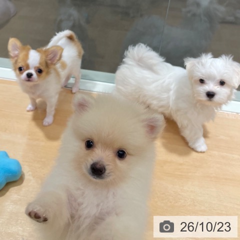 石川県のマルチーズ (ペットプラス 新小松店/2026年8月19日生まれ/男の子/ホワイト)の子犬の4枚目の画像