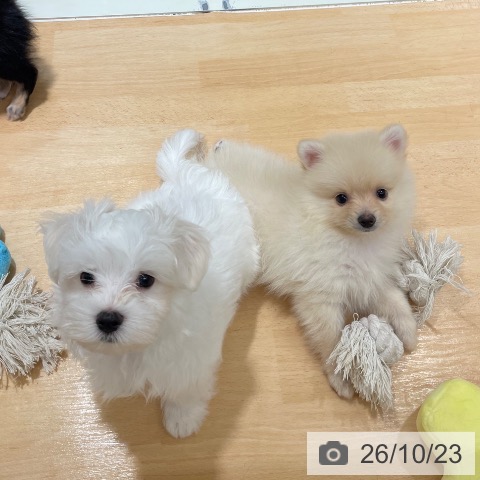 石川県のマルチーズ (ペットプラス 新小松店/2026年8月19日生まれ/男の子/ホワイト)の子犬の3枚目の画像
