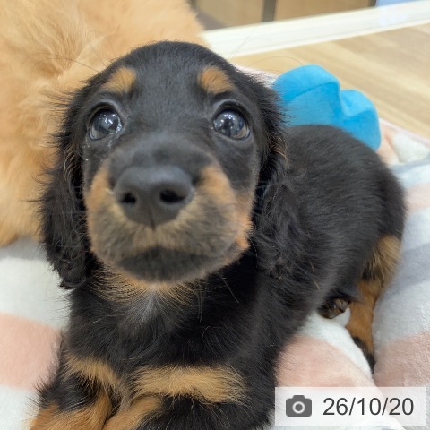 ミニチュア・ダックスフンドの写真