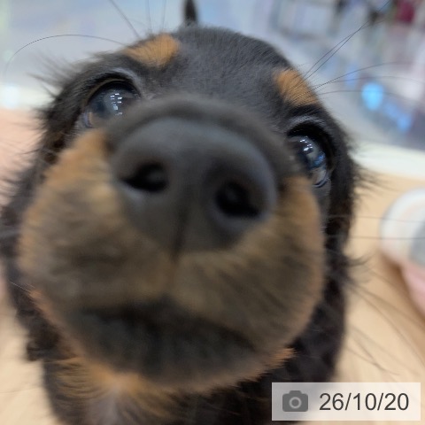 ミニチュア・ダックスフンドの写真