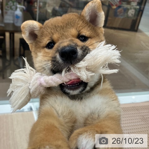 石川県の柴犬(標準サイズ) (ペットプラス 白山店/2026年8月19日生まれ/男の子/赤)の子犬の4枚目の画像