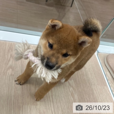 石川県の柴犬(標準サイズ) (ペットプラス 白山店/2026年8月19日生まれ/男の子/赤)の子犬の3枚目の画像