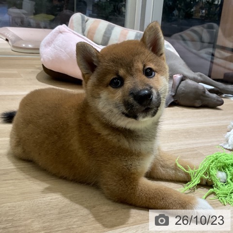 愛知県の柴犬(標準サイズ) (ペットプラス イオンモール豊川店/2026年8月19日生まれ/女の子/赤)の子犬の4枚目の画像