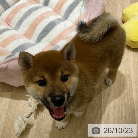 愛知県の柴犬(標準サイズ) (ペットプラス イオンモール豊川店/2026年8月19日生まれ/女の子/赤)の子犬の3枚目の画像