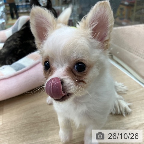 チワワの写真