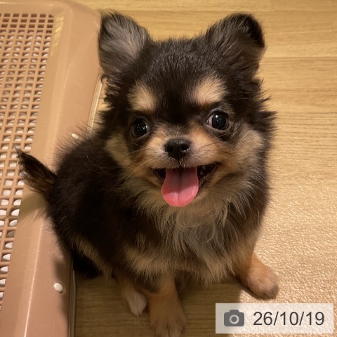チワワの写真