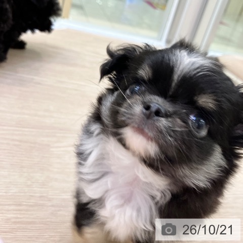 チワワの写真